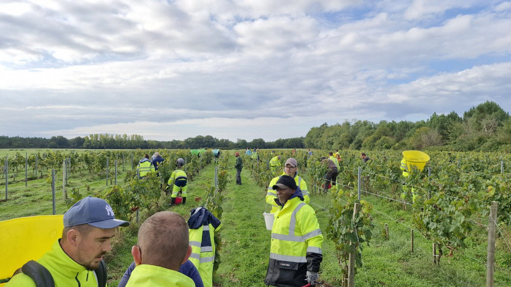 [VENDANGES 2025] Au Château de Villambis, un millésime 2025 solidaire