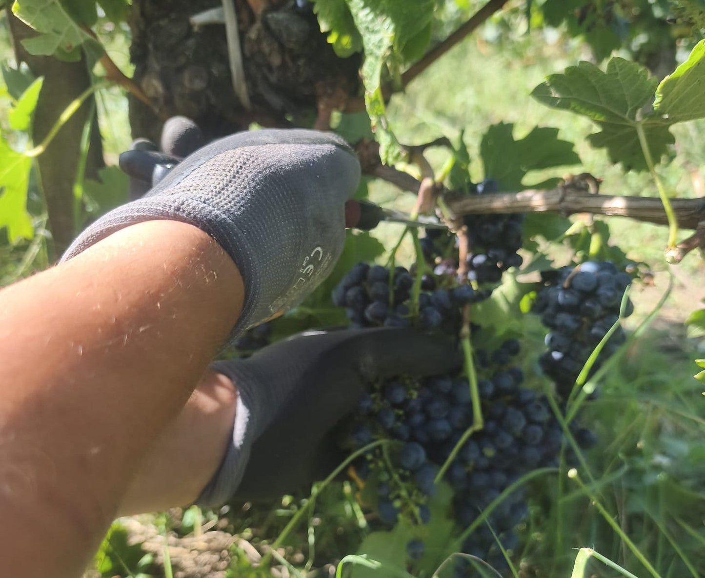 Vendanges 2026 : une belle récolte sous le soleil de Villambis