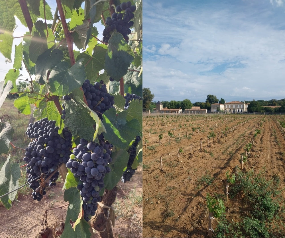 Vendanges 2026 dans le Médoc : un millésime prometteur au Château de Villambis